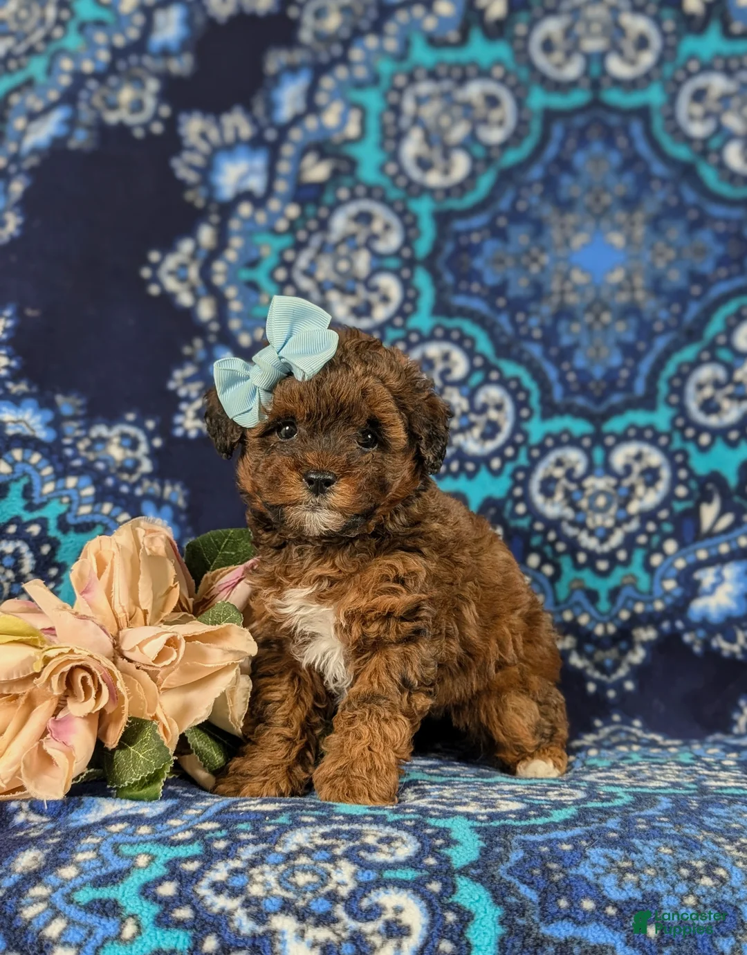 Lhasapoo dogs for sale: Kami Hypoallergenic - Ad 2