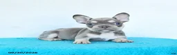 French Bulldog dogs for sale: Dash - Ad 2
