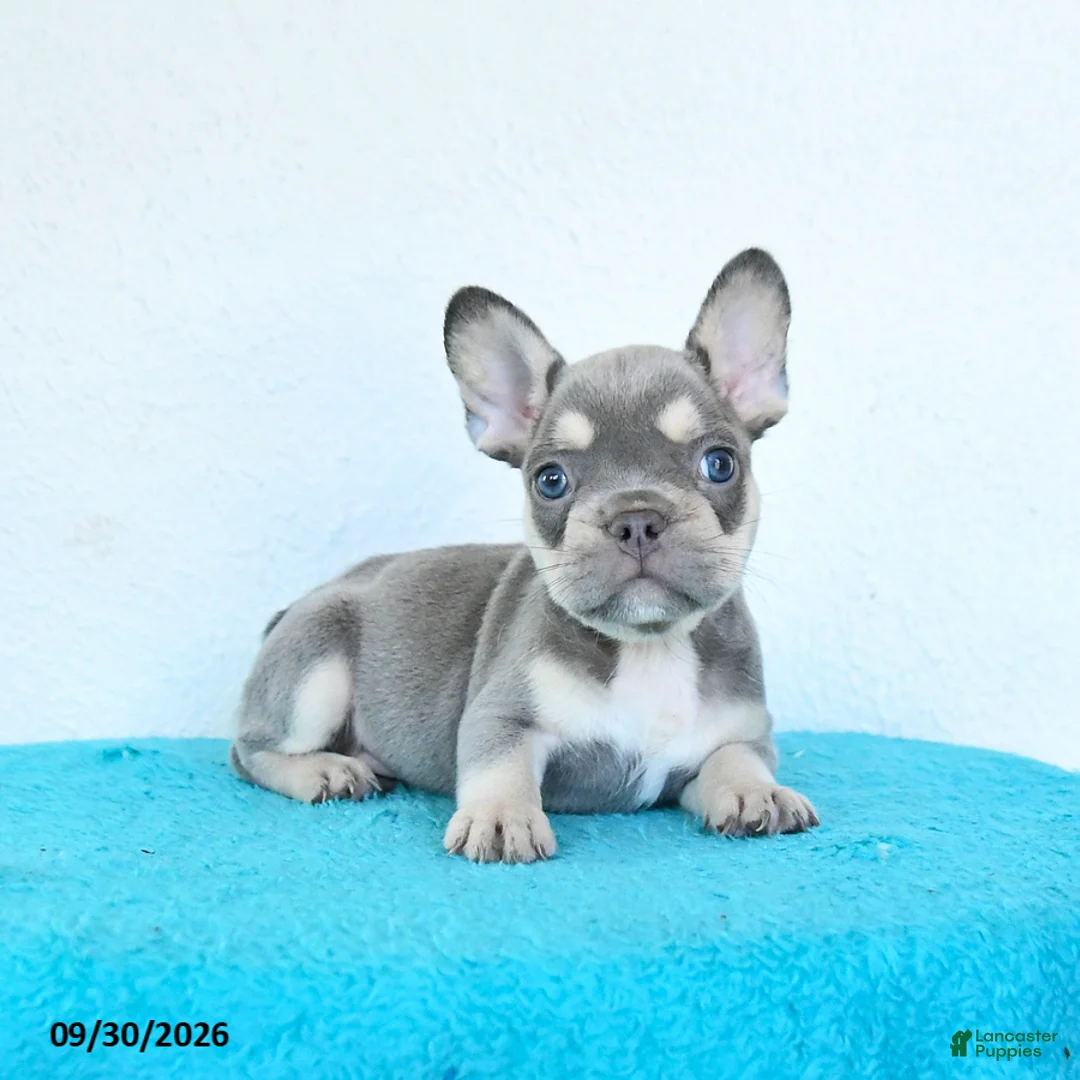 French Bulldog dogs for sale: Dash - Ad 2