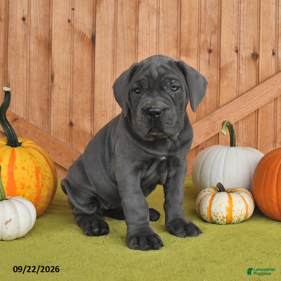 Cane Corso dogs Classy - Ad 2