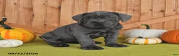 Cane Corso dogs for sale: Classy - Ad 2