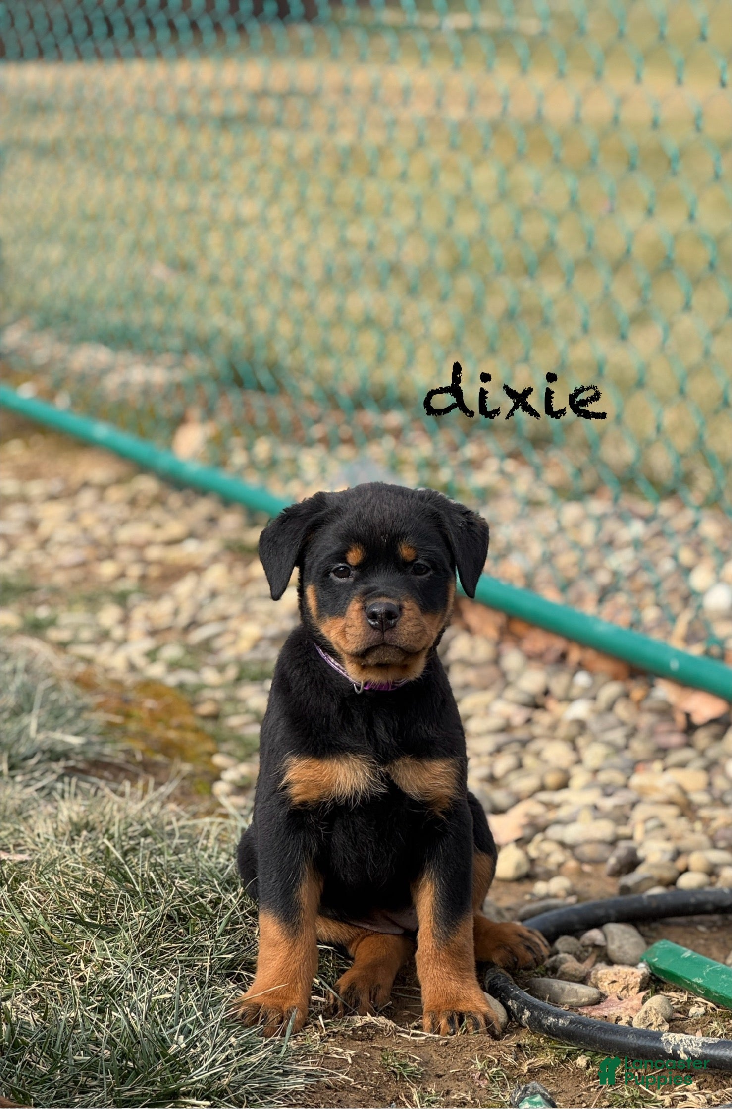 Rottweiler dogs Dixie (docked tail) - Ad 9