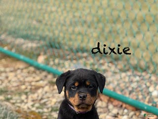 Rottweiler dogs Dixie (docked tail) - Ad 9