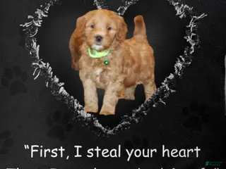 Mini Goldendoodle dogs Whiskers 🌷 Genetic Clear Parents - Ad 42