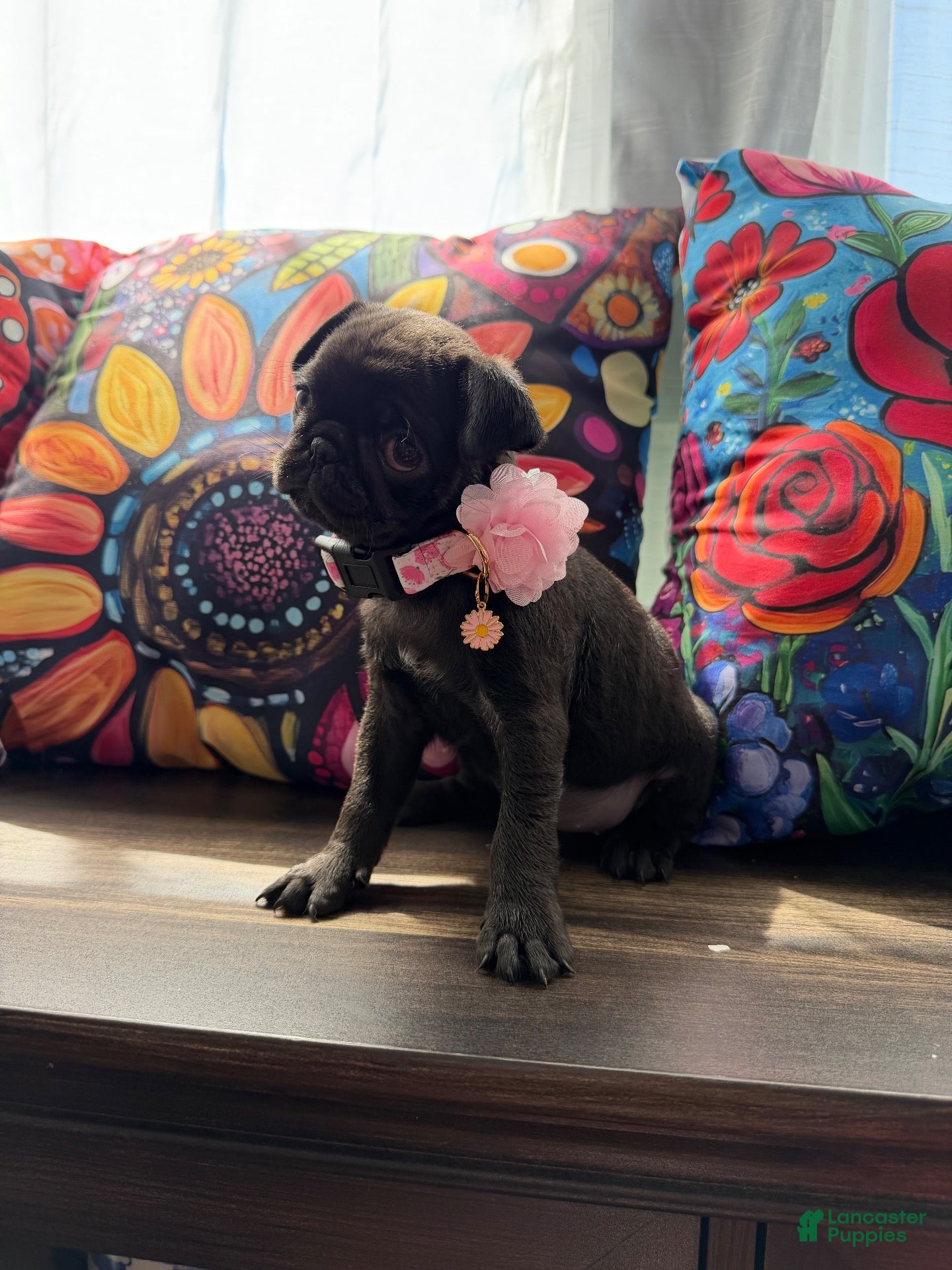 Pug dogs Pink collar - Ad 1