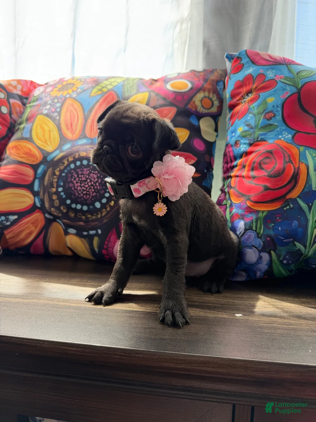 Pug dogs for sale: Pink collar - Ad 1