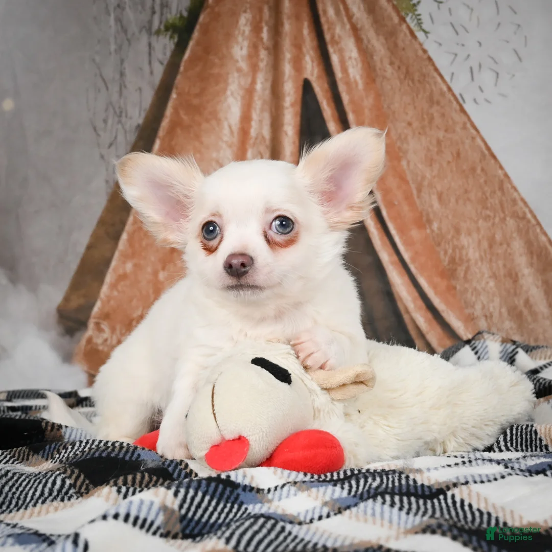 Chihuahua dogs for sale: Max - Ad 5