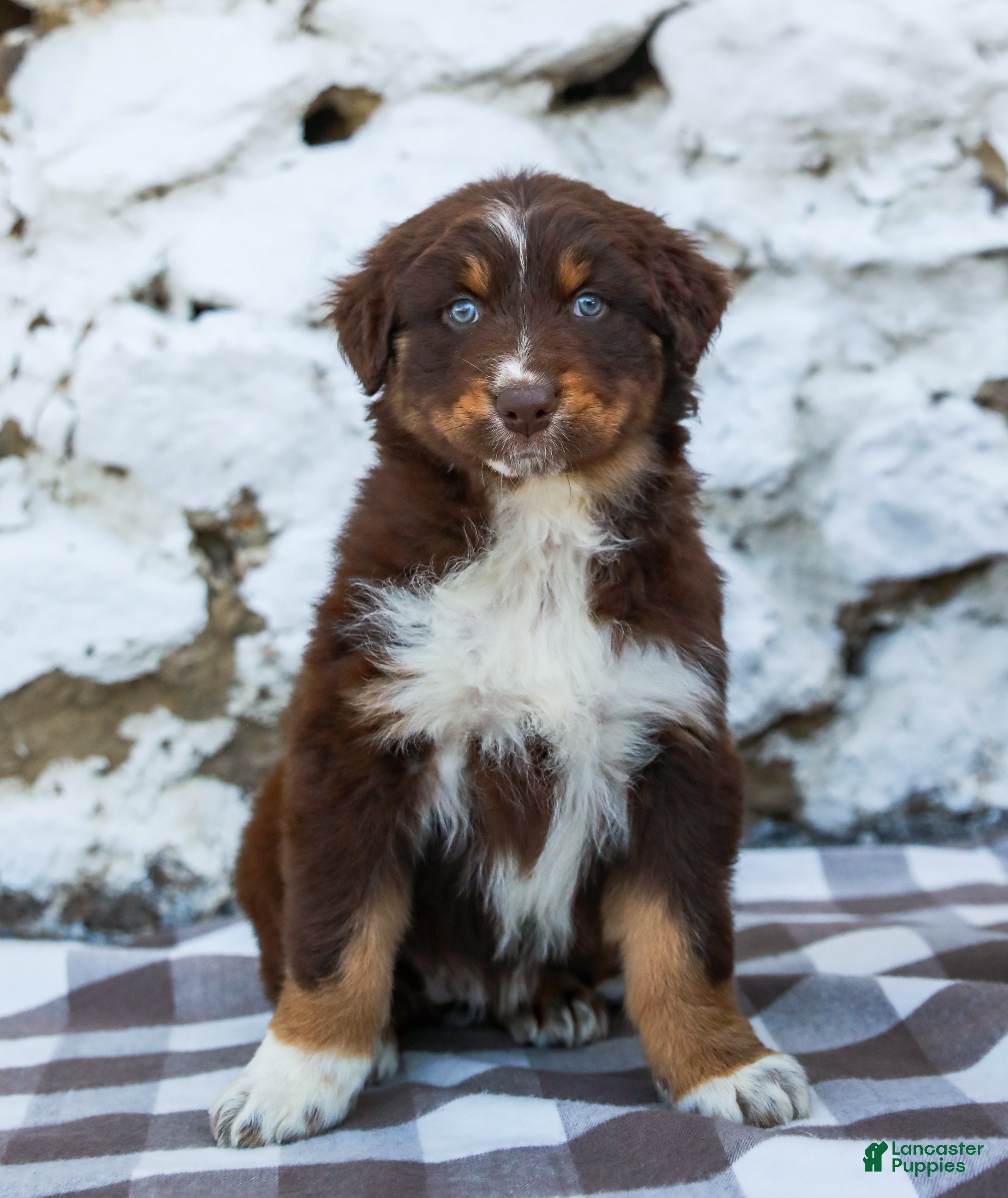 Australian Shepherd dogs Maple - Ad 1