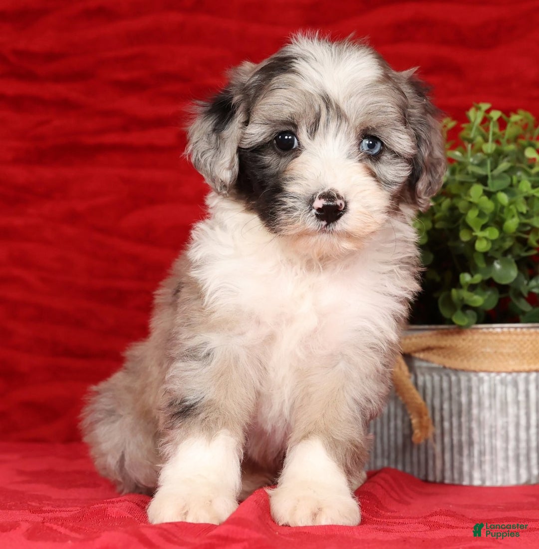 Mini Sheepadoodle dogs for sale: Roscoe - Ad 4