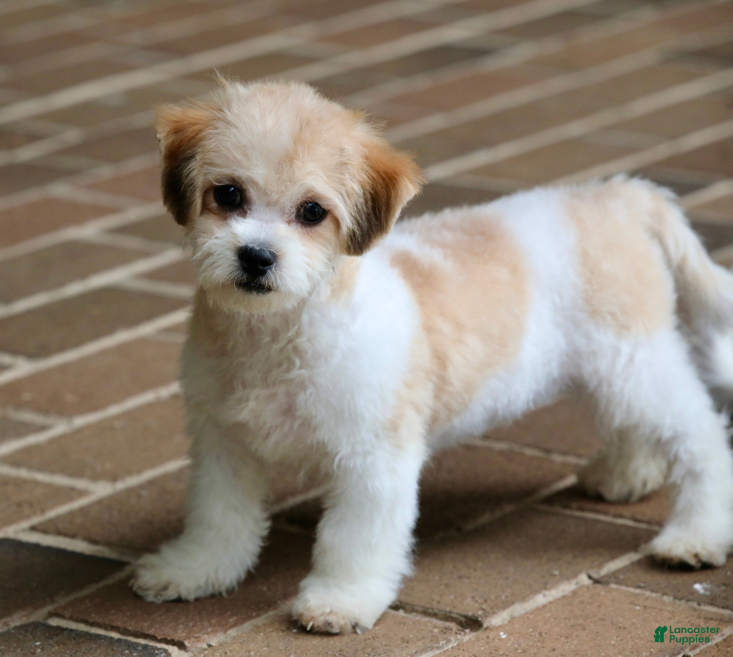 Bichon Frise Puppies for sale Lancaster Puppies