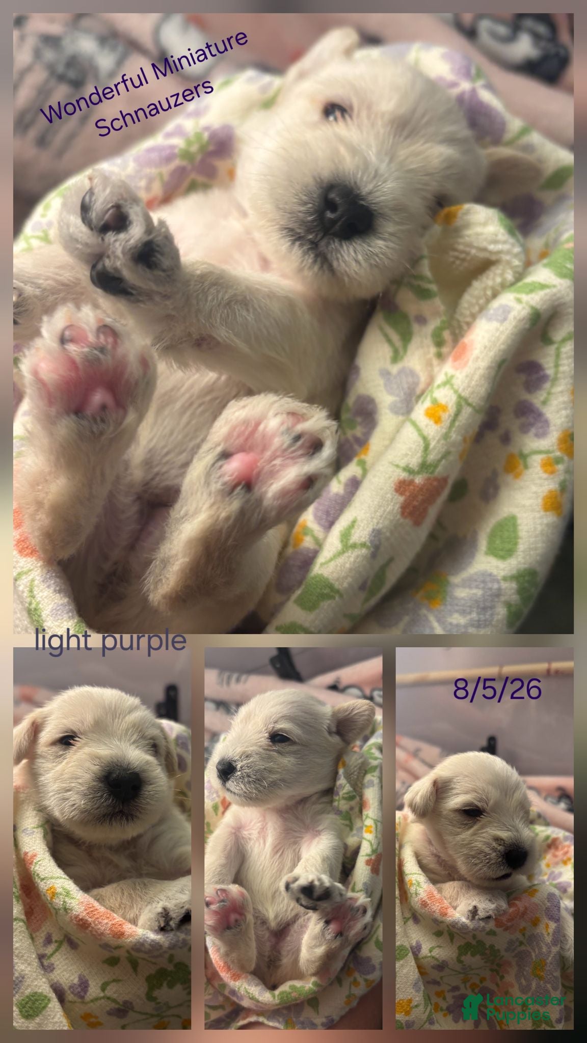 Miniature Schnauzer dogs Miniature Schnauzer 3 - Ad 1
