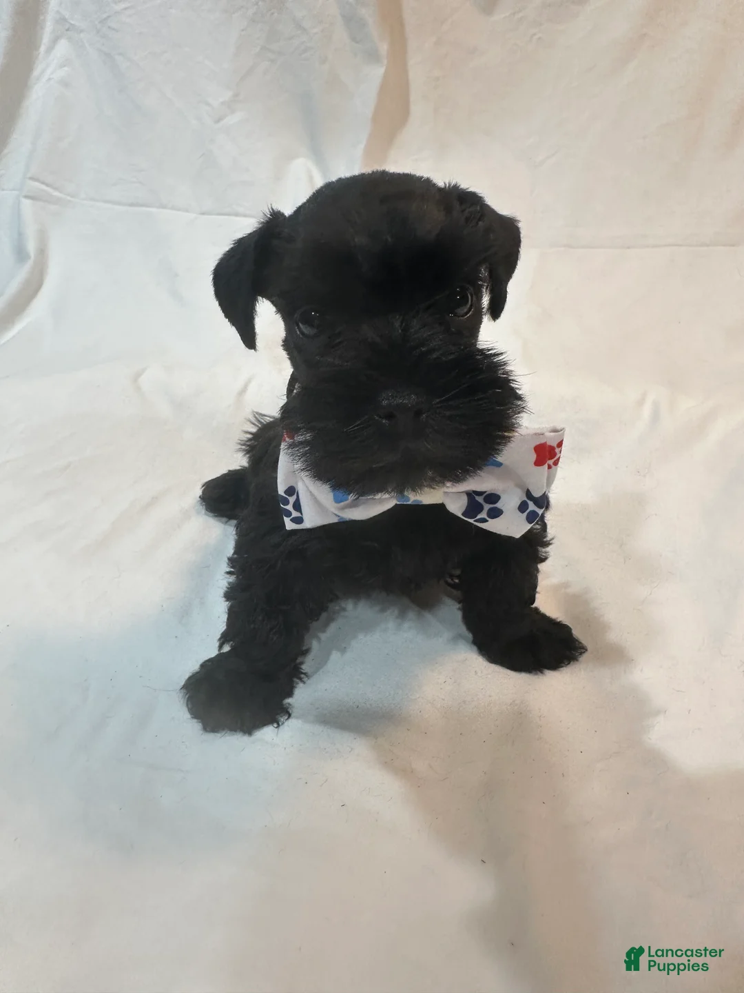 Miniature Schnauzer dogs for sale: Bernie - Ad 2