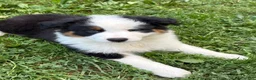 Australian Shepherd dogs for sale: Bandit - Ad 6