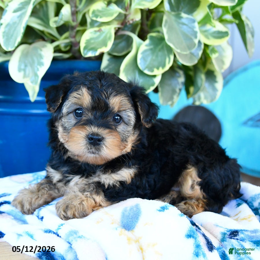 Yorkiepoo dogs Lady Bug - Ad 2
