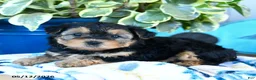 Yorkiepoo dogs for sale: Lady Bug - Ad 2