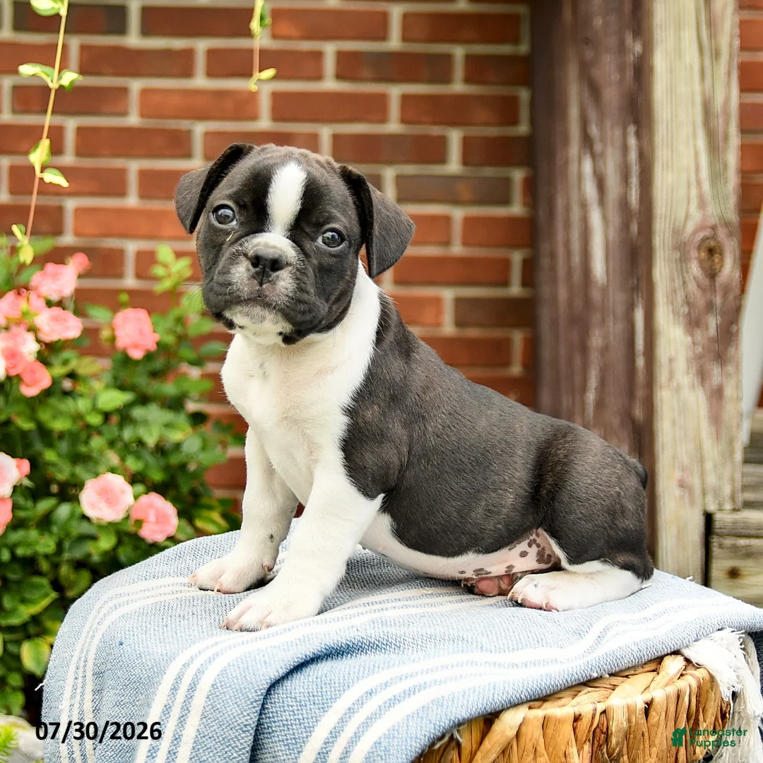 Frenchton dogs for sale: Declan - Ad 1