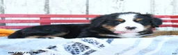 Bernese Mountain Dog dogs for sale: Judy - Ad 3