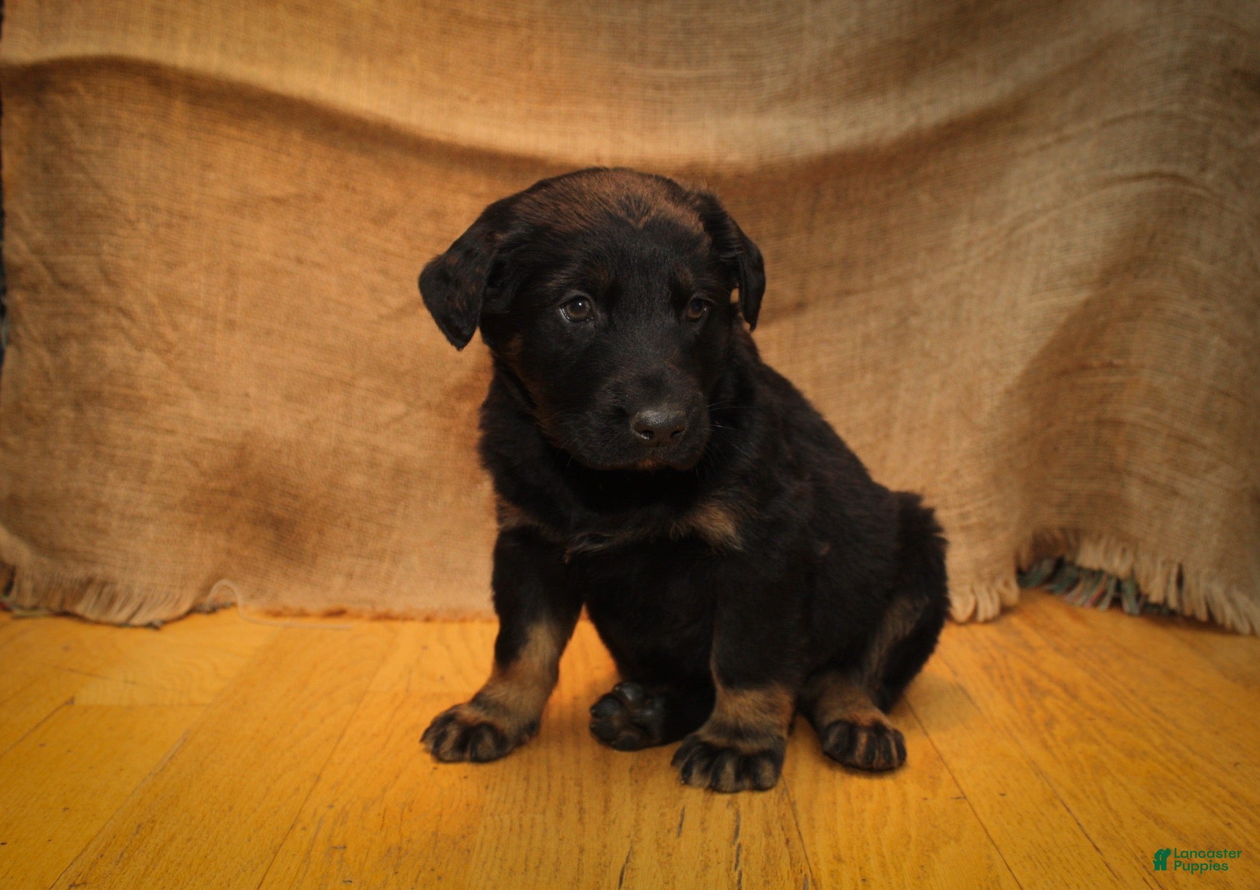 Mixed Breed dogs Black - Ad 15