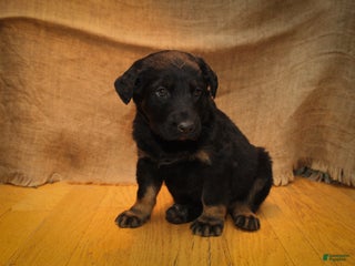 Mixed Breed dogs Black - Ad 22