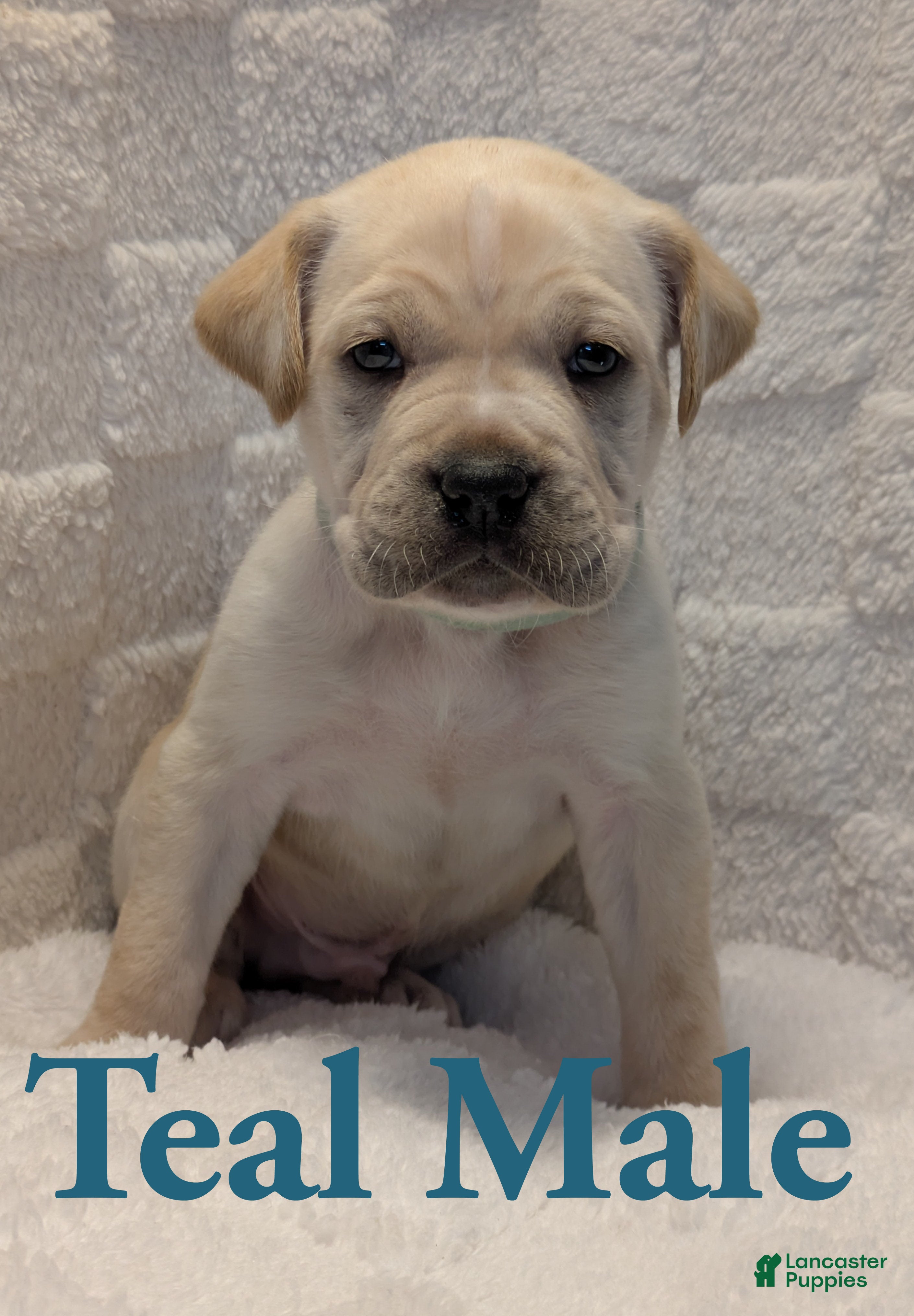 Cane Corso dogs Teal - Ad 20