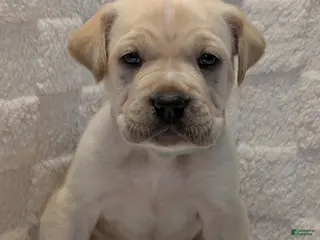 Cane Corso dogs Teal - Ad 20