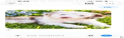 Aussiedoodle dogs for sale: Aussiedoodle 1 - Ad 14