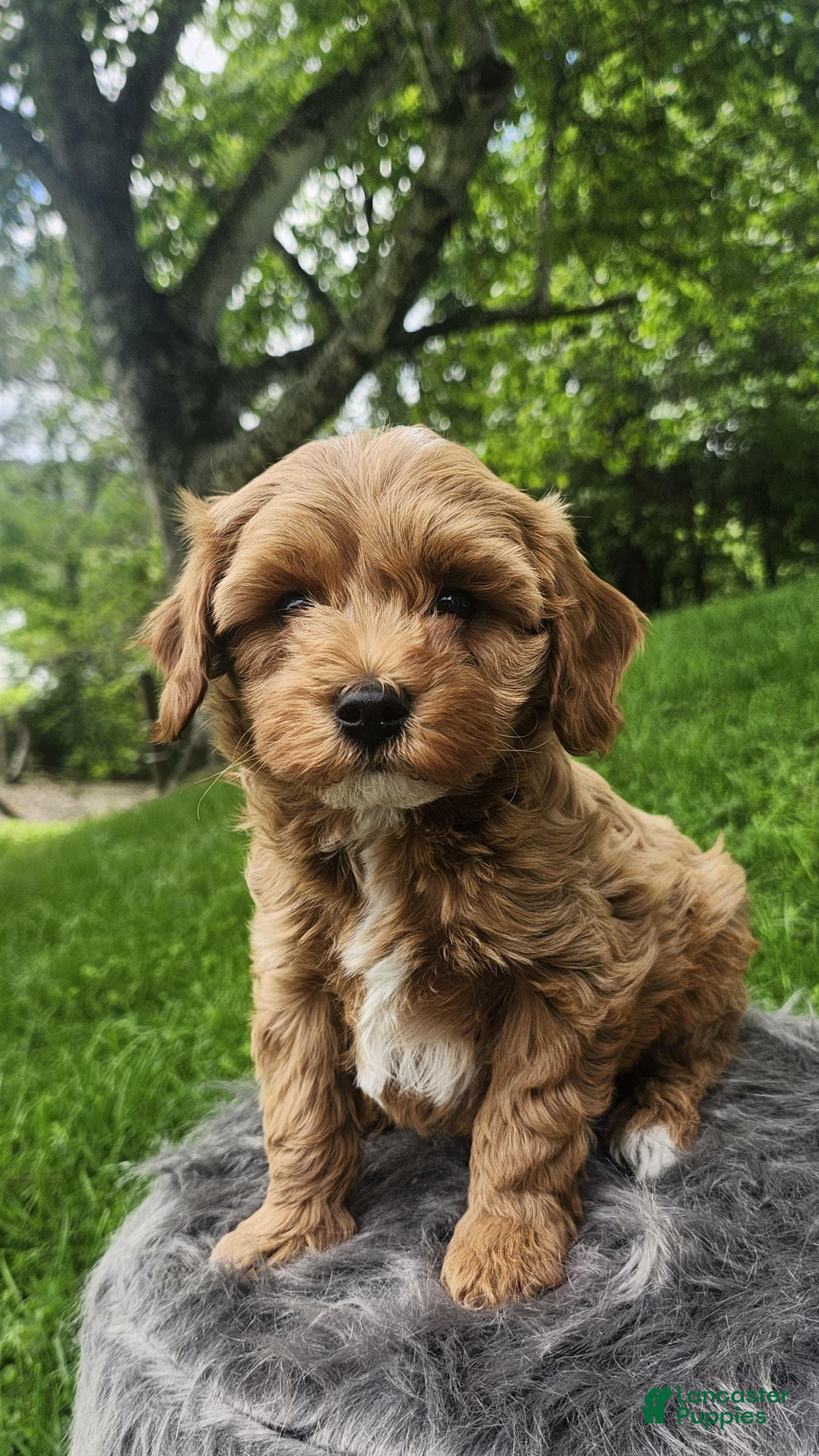 Cavapoo dogs Ryder  - Ad 1
