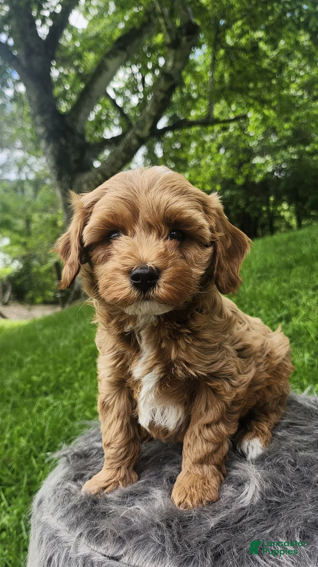 Cavapoo dogs for sale: Ryder  - Ad 1