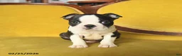 Boston Terrier dogs for sale: Romeo - Ad 4