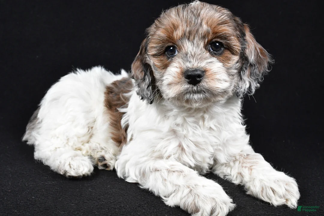 Cockapoo dogs for sale: Daisy - Ad 1
