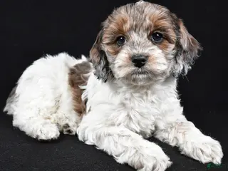 Cockapoo dogs Daisy - Ad 9