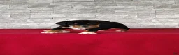 Beabull dogs for sale: Raiden - Ad 5