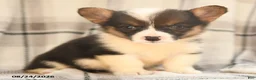 Welsh Corgi Pembroke dogs for sale: Daisy - Ad 6