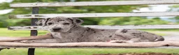 Great Dane dogs for sale: George - Ad 3