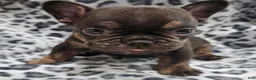 French Bulldog dogs for sale: Rosco  - Ad 2