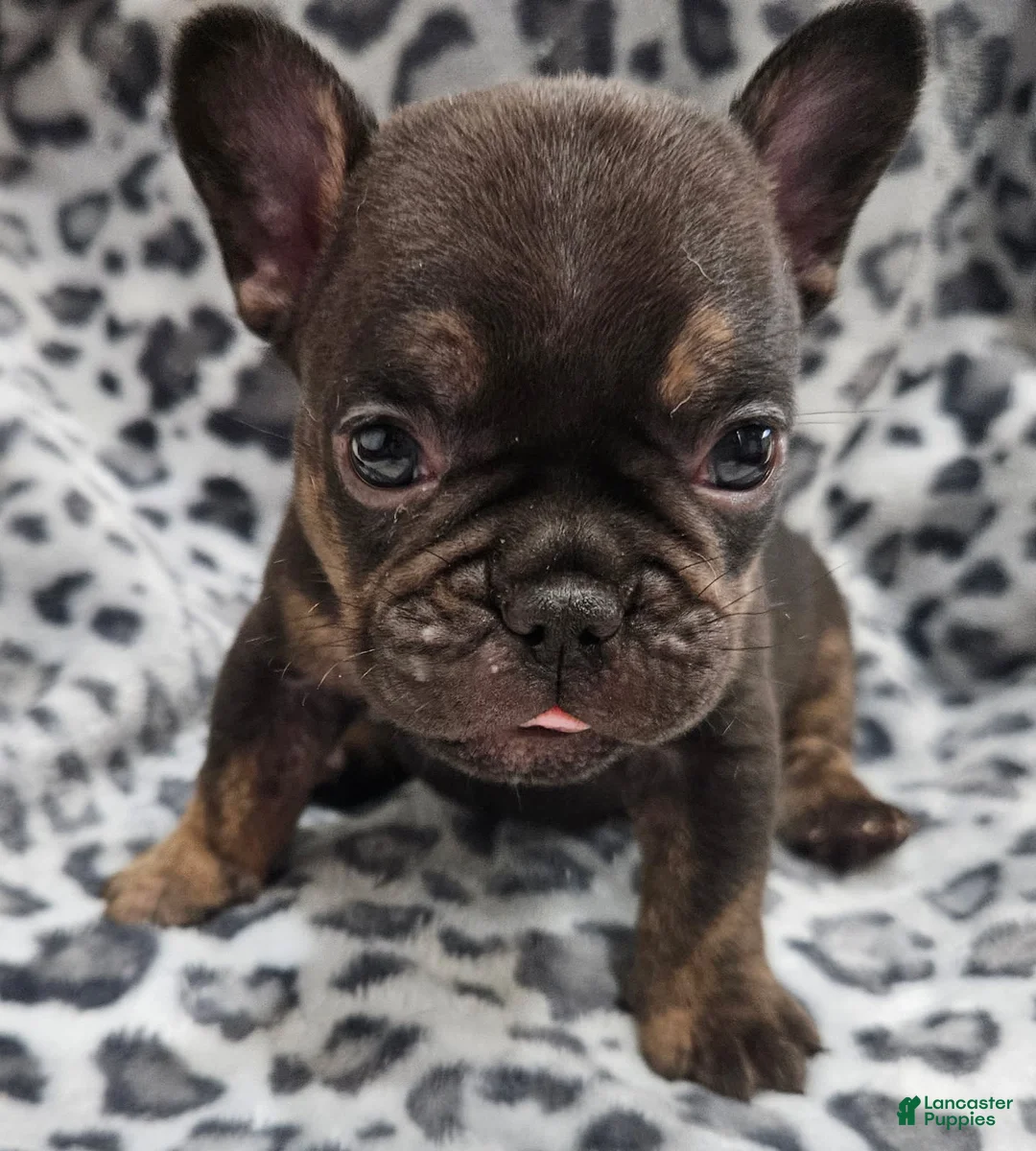 French Bulldog dogs for sale: Rosco  - Ad 2