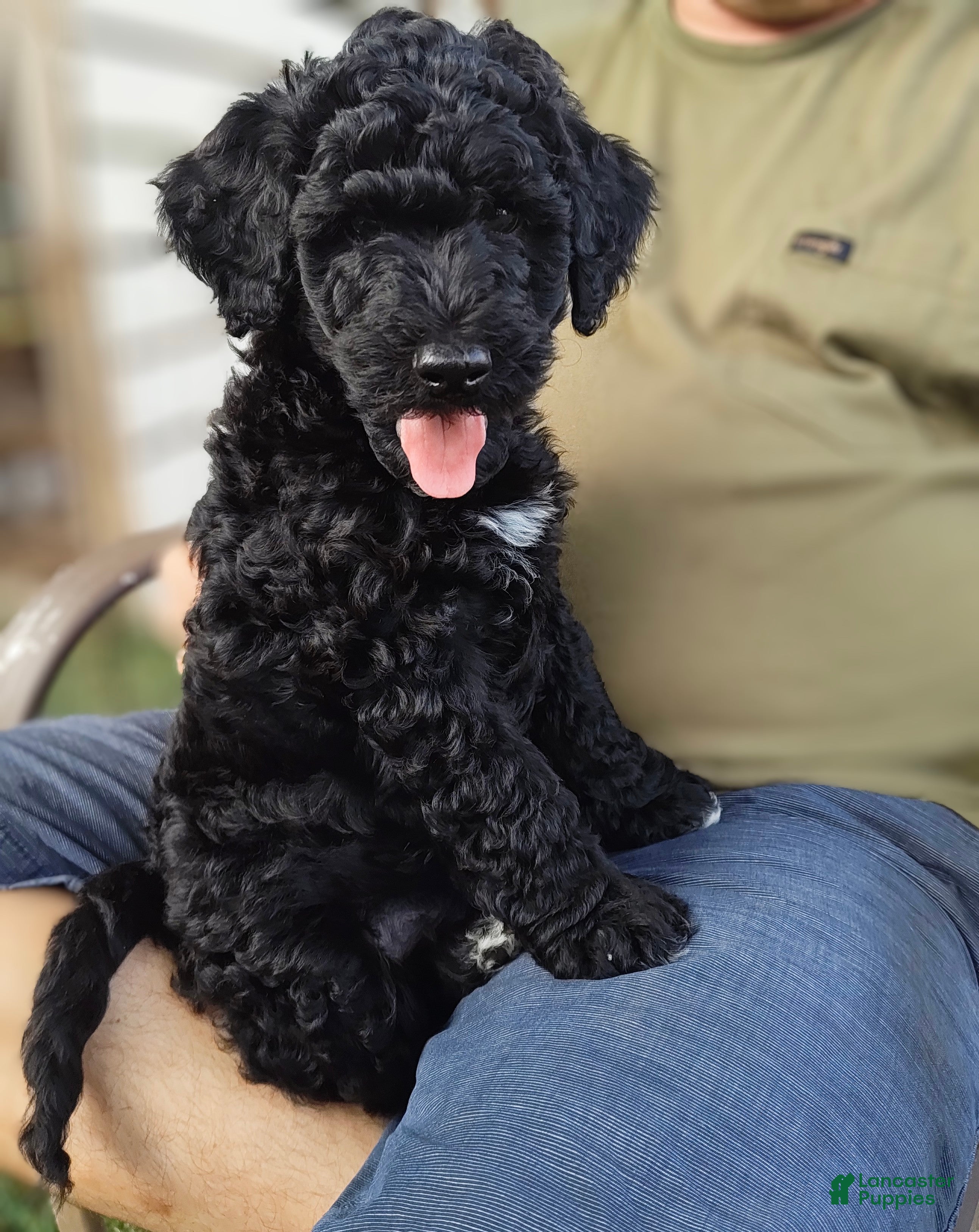 Mixed Breed dogs Fabio - Ad 2