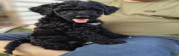 Mixed Breed dogs for sale: Fabio - Ad 2