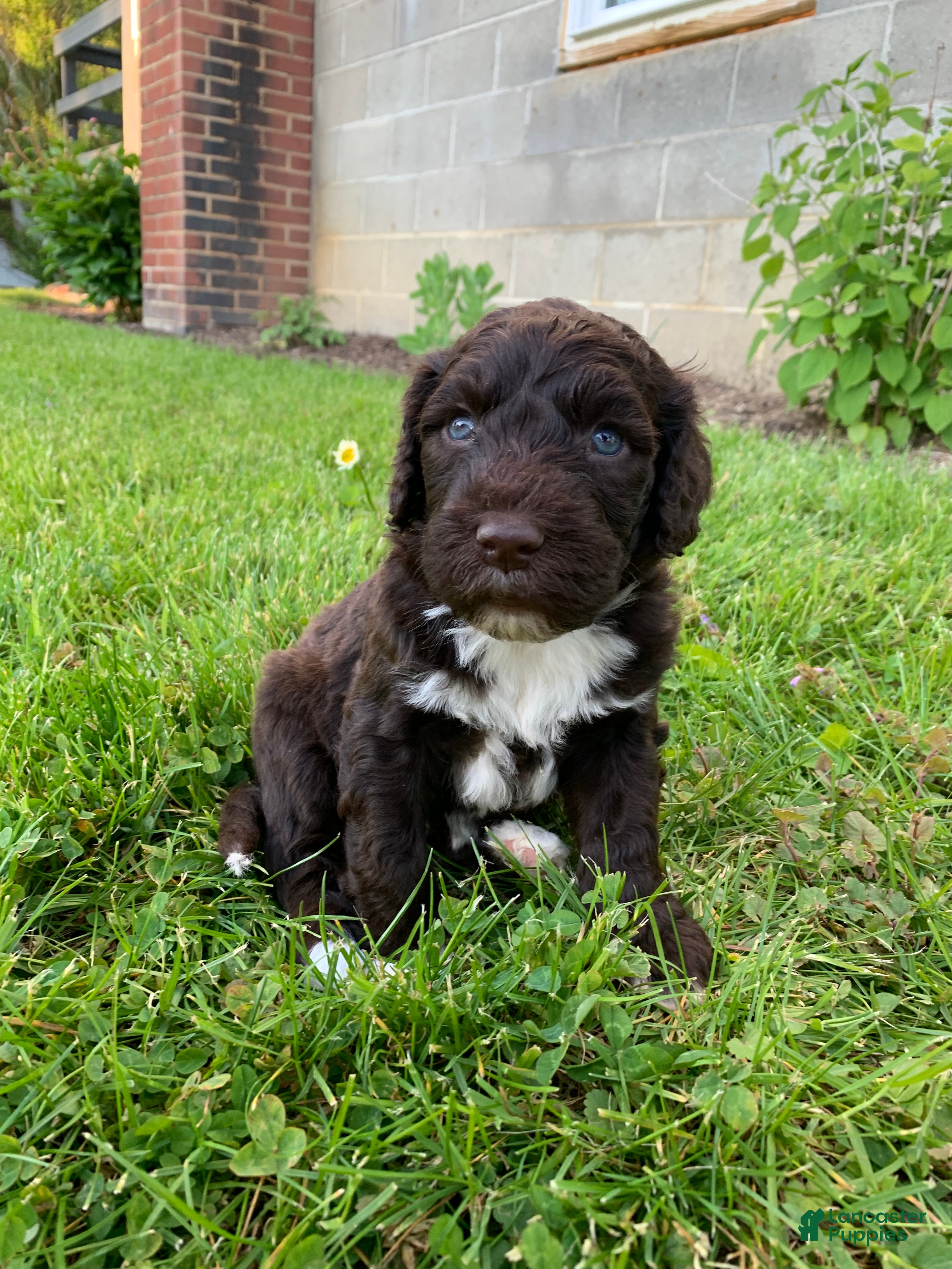 Portuguese Water Dog dogs for sale: Milo - Ad 4
