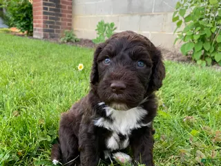 Portuguese Water Dog dogs for sale: Milo - Ad 4