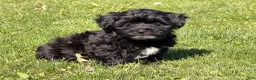 Shorkie dogs for sale: Polo - Ad 3