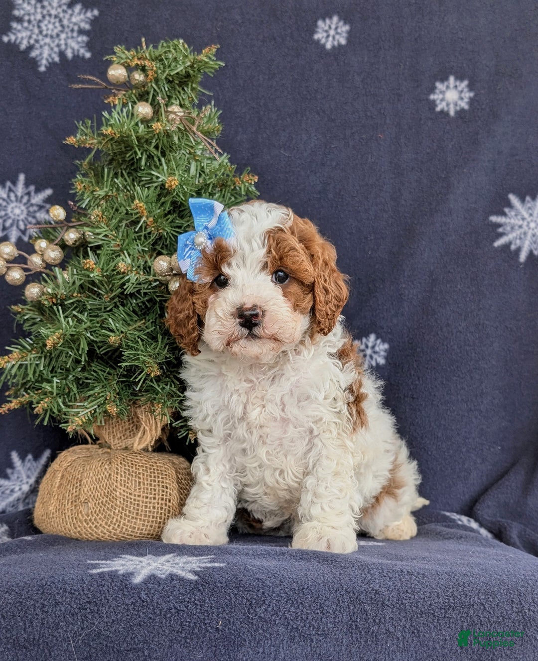 Cavapoo dogs for sale: Ariana Hypoallergenic - Ad 1
