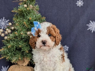 Cavapoo dogs Ariana Hypoallergenic - Ad 15