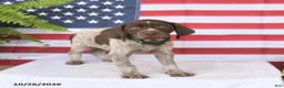 German Shorthaired Pointer dogs for sale: Thatcher - Ad 3