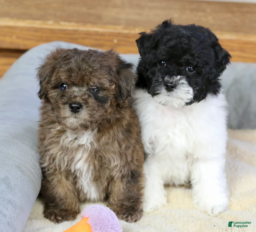 Miniature Poodle dogs for sale: Huxlee - Ad 18