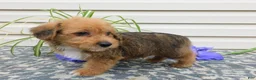 Corgipoo dogs for sale: Lucky  - Ad 3