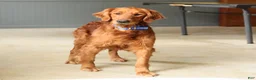 Golden Retriever dogs for sale: Rusty - Ad 4