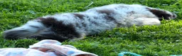 Miniature Australian Shepherd dogs for sale: LANDON [ new pictures] - Ad 12