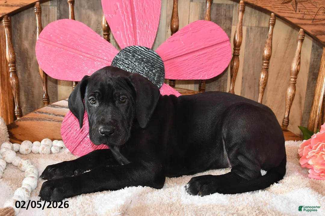 Great Dane dogs for sale: Bake - Ad 4