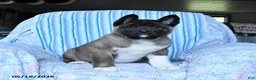 Akita dogs for sale: Richard - Ad 7